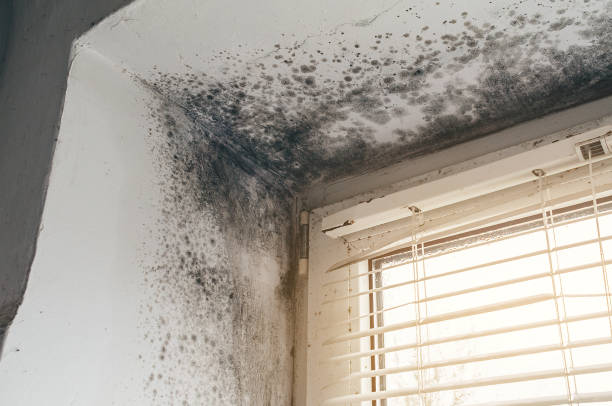 Affordable Basement Mold Removal solutions in Aurora, IL